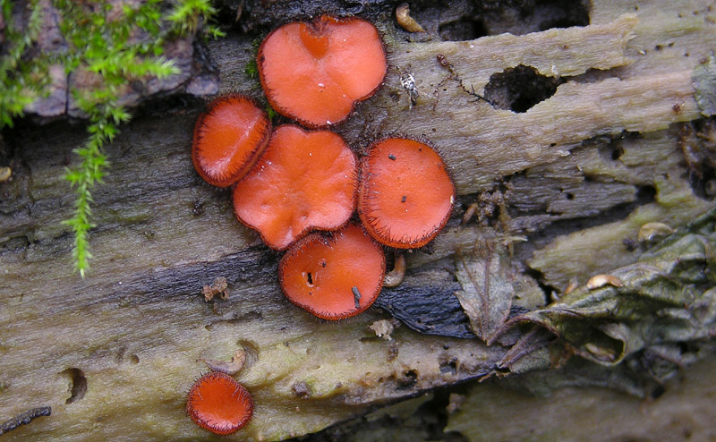 Un fosso......e una marea di funghi.(parte 1)